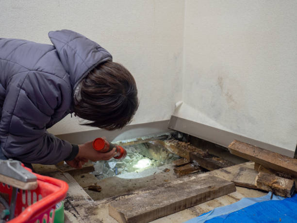 Best Black Mold Removal  in Basin, WY
